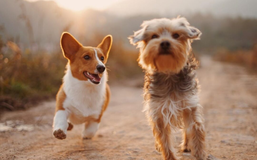 Cheap Ways to Improve The Quality of Life For Your Pet